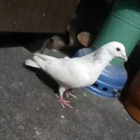 کبوتر سفید پلاکی و سینه سیاه