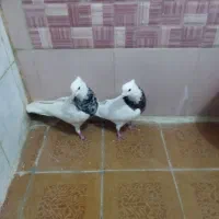 چندتا پرنده خوب