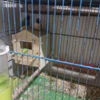 ۲جفت گلدین مولدجوان