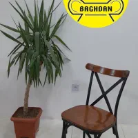 صندلی لهستانی کافه پلاستیکی میز ۹۰ در ۹۰ باغدان|میز و صندلی غذاخوری|چهارباغ, |دیوار