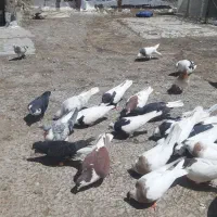 کبوتررنگه|پرنده|تربت‌حیدریه, شهرک ولیعصر|دیوار