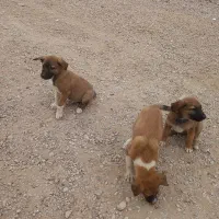 چندا توله سگ دوسه ماه