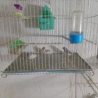 فنچ جفتکا با تخم و جوجه|پرنده|مشهد, پنجتن|دیوار