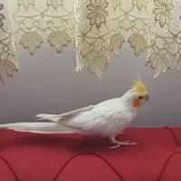 عروس هلندی نر