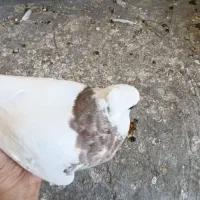 کبوتر طوق هفت رنگ