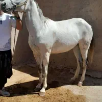 اسب مادیان خیلی آرام،ترکمن،یموت،شکم خالی،آماده کشش|اسب و تجهیزات اسب‌سواری|تاکستان, |دیوار