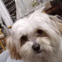 حیوان خانگی سگ خانگی سگ