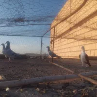 جوجه کفتر|پرنده|ملک‌آباد, |دیوار