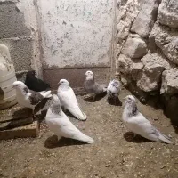 کبوتر نر ماده