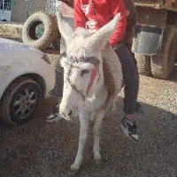 یک عدد الاغ سفید گمشده