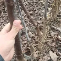 گردو درجه یک دو ساله