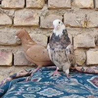 کبوترشازده