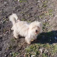 شیتزو معاوضه با سگ بزرگ