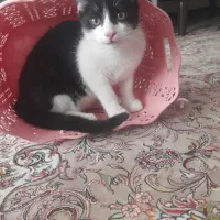 واگذاری گربه نر|گربه|میاندوآب, |دیوار