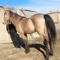 اسب نریون رنگ عشقبازی