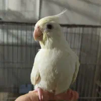 عروس هلندی و طوطی برزیلی