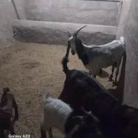 دو رس بزغاله