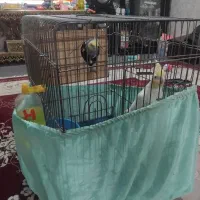 جفت عروس هلندی با تخم و قناری نر