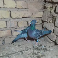 سینه سیاه، و پلاکی کبوتر|پرنده|تاکستان, |دیوار