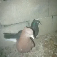 سه تا کبوتر