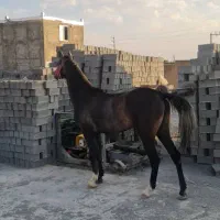 اسب یکسر عرب جوان زیبا