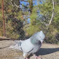 تعدادی کفتر بهبهانی و شهری همگی نر