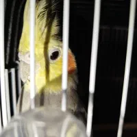 عروس هلندی|پرنده|رشت, کوی جام جم|دیوار