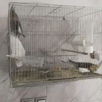 عروس هلندی توسی