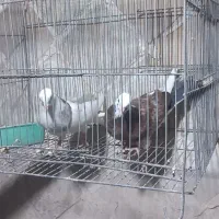کفتر همه رنگ