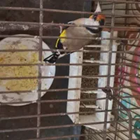 سهره نر جوجه قفس بخون