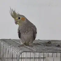 عروس هلندی نر