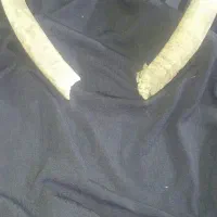 شاخ بز کوهستان