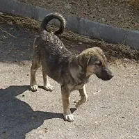 توله ماده 3ماهه پشدر|سگ|صومای برادوست, |دیوار