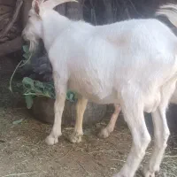 بزغاله نرسانن فروشی