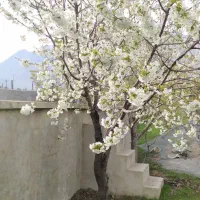 باغ جاده بیستون