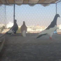 سه تا کبوتر پرشی  دونه ۵۰۰