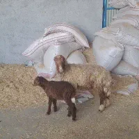 برندیل شکم اول بابره نر|حیوانات مزرعه|آبپخش, |دیوار