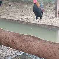 دو عدد خروس عربی|حیوانات مزرعه|اهواز, منازل کارون|دیوار