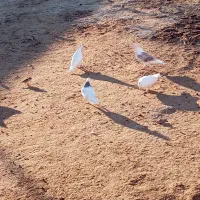 کفتر|پرنده|مهر, |دیوار