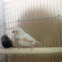 فنچ انگلیسی وهاف اورنج