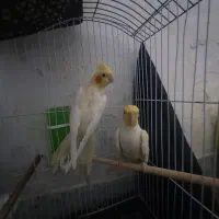 عروس هلندی مولد|پرنده|زاهدان, |دیوار