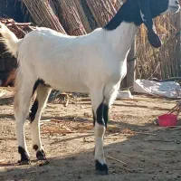 یک راس بز پاکستانی شیشک آبستن به شرط سنو|حیوانات مزرعه|سیمین شهر, |دیوار