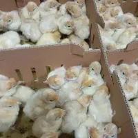 فروش غاز بقلمون ویژه ویژه پیش فروش