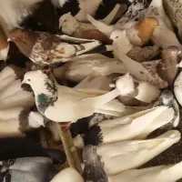 کبوتر طوقی و رنگی|پرنده|مبارکه, |دیوار