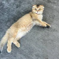 اسکاتیش گلد دبل فولد|گربه|مشهد, ولیعصر (شهرک غرب)|دیوار