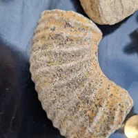 فسیل|کلکسیون اشیاء عتیقه|بجنورد, |دیوار