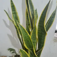 چند نوع گل آپارتمانی