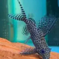 ماهی کت خرگوشی