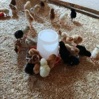 جوجه مرغ محلی چهار روزه و دو هفته