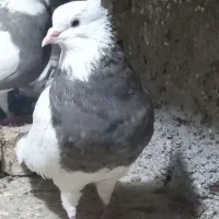 طوقی نر ماده دورشت|پرنده|قرچک, باقرآباد|دیوار